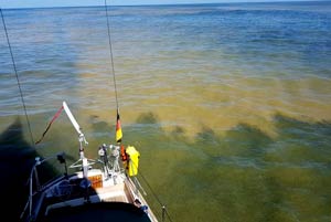 Ambiente: il Mar Baltico
è una zuppa di alghe tossiche