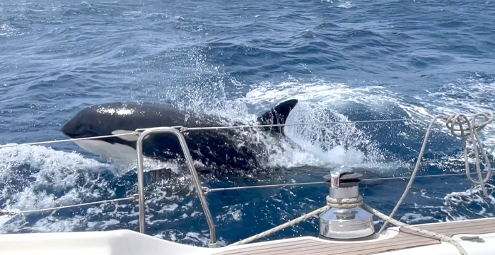 Orche? Si studia un dissuasore